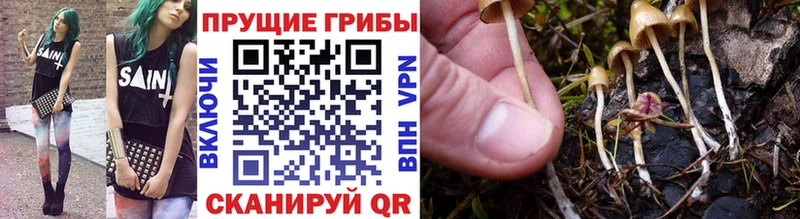 нарко площадка наркотические препараты  Бокситогорск  Псилоцибиновые грибы Psilocybe  где продают  